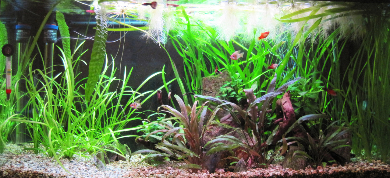 цък пак копия